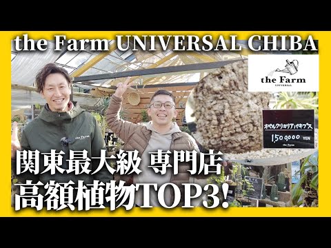 シープフェスク 植物