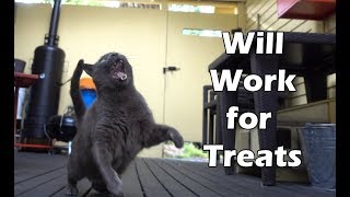 Cat Catching Treats @ 120 fps with the Sony RX100V