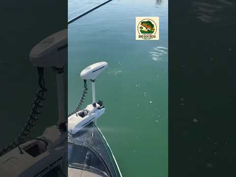 Pousada Rio dos bois #pesca #pescaesportiva #mercury #megabass #bassboat #bassboat bassfishing