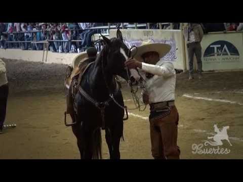 CAMPEON Caladero Futurity 2016 - Javier Martinez -  Campeonato Millonario THV 2016