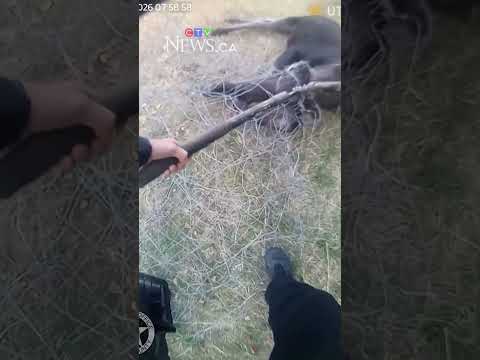 Moose wrapped in roll of wire fencing freed thanks to police officer