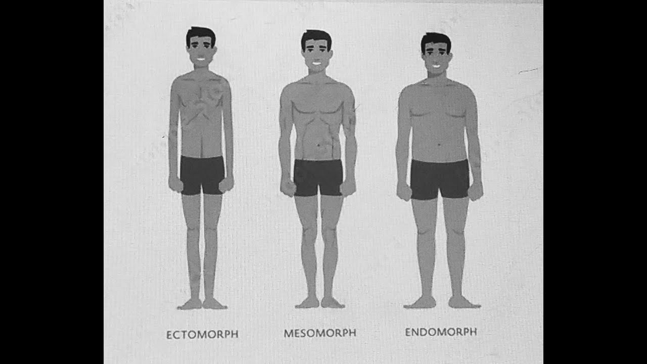 Body types by Sheldon # Endomorph # Mesomorph # Ectomorph