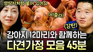 [#고독한훈련사] (45분) 다다익견🐶 반려견들과 함께 하는 복닥복닥 다견가정 모음! 힐링 45분💗 | #인기급상승