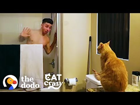 Every Cat Parent… | The Dodo Cat Crazy