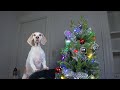 How to Decorate Christmas Tree by DOG: Funny Dog Maymo