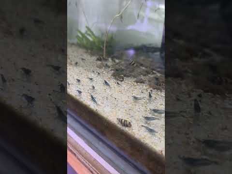 BLUE DREAM SHRIMP Neocaridina Free Shipping thumbnail 4