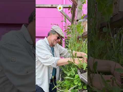 Weltbiodiversätstag: Die Bio-Balkon-Bewegung schafft Lebensraum für 🌺🌿🐝🐛🦋🐞🪴