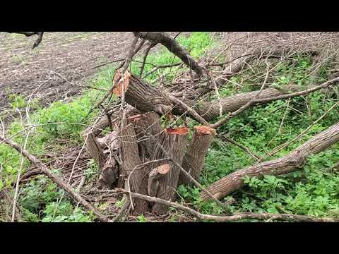 Osage Orange (hedge) tree update