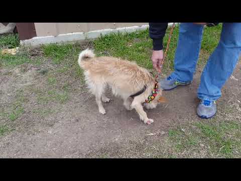 Finn, an adopted Norwich Terrier & Cairn Terrier Mix in Bandera, TX_image-1