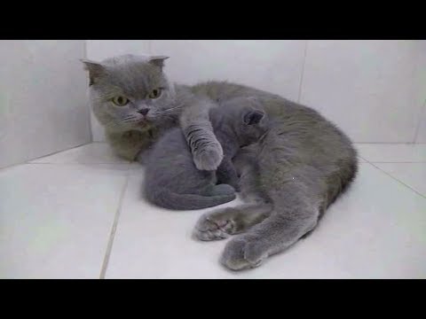 Котята от шотландской вислоухой кошки немного позитива