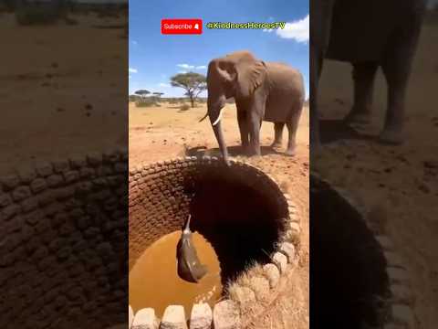 Human Saves Baby Elephant Trapped in a Well | Emotional Wildlife Rescue #shorts #humansavesanimal