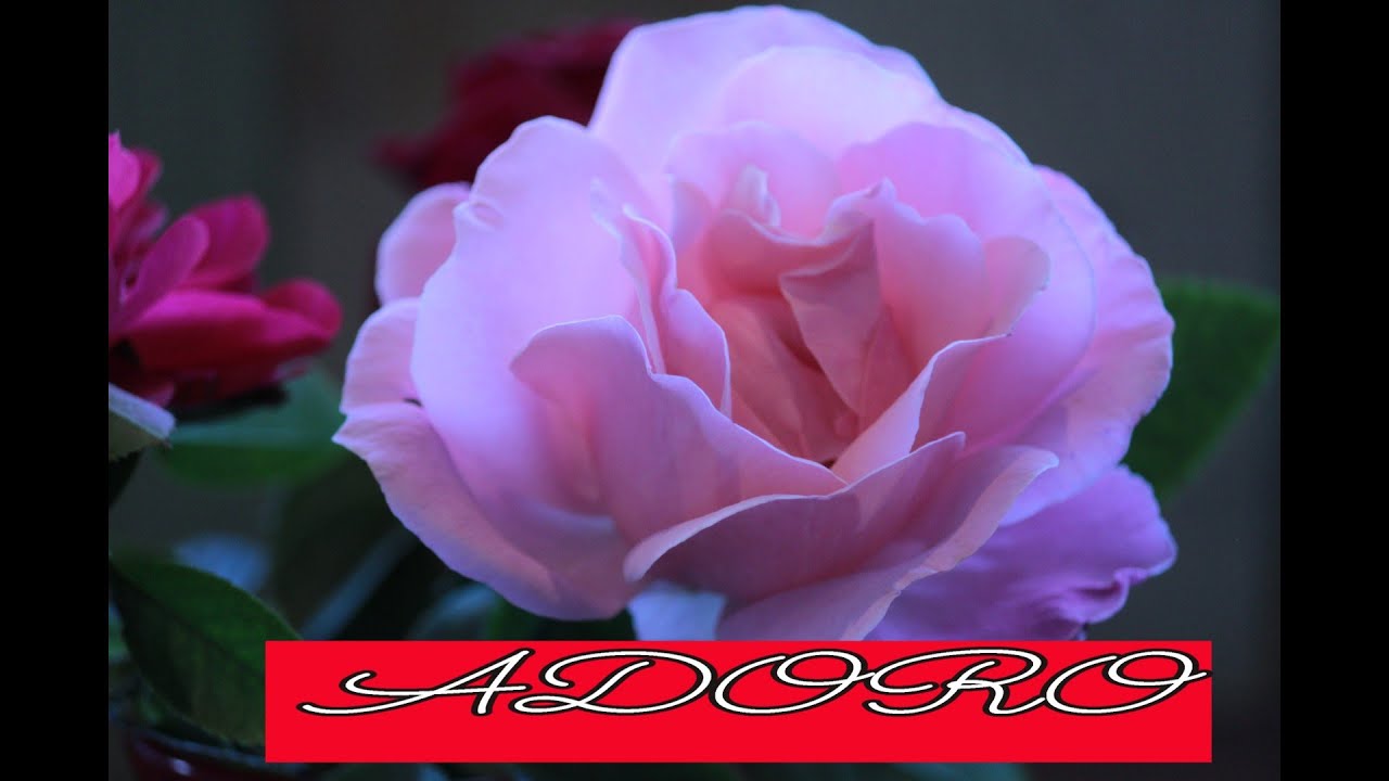 ADORO     アドロ　熱愛