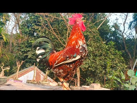THE BIG ROOSTERS CROWING COMPILATION | Rosster crowing