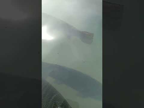 Truchas GIGANTES . chucuito PUNO