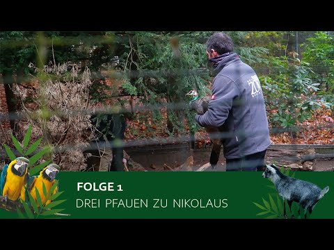 Tierpark Nymphaea - Folge1 Drei Pfauen zu Nikolaus