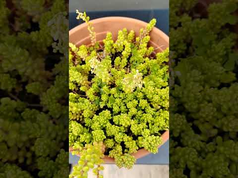 #suculents #timesnow #juneflowers#june