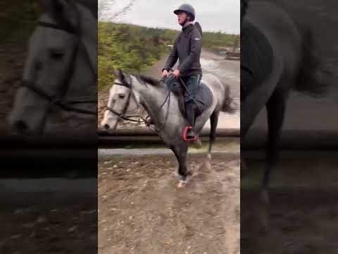 6 yr old ISH Gelding - Image 2