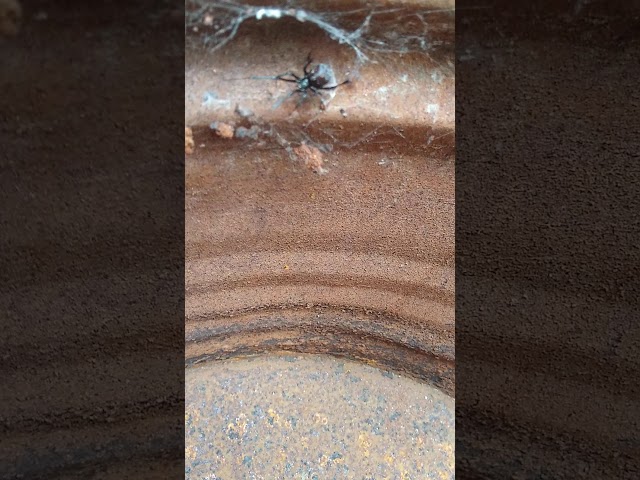 Vídeo relacionado con Boland - Collar con medalla Talismano araña Black Widow para adultos, plata, talla única, 72052