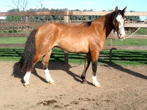 download lagu mp3 mp4 Gatiao Viejo Letra, download mp3 Gatiao Viejo Letra free download mp3, download mp3 Gatiao Viejo Letra