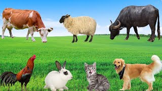 Cute Animal Sounds - Cat, Dog, Cow, Rabbit, Chicken, Buffalo - Happy Animals