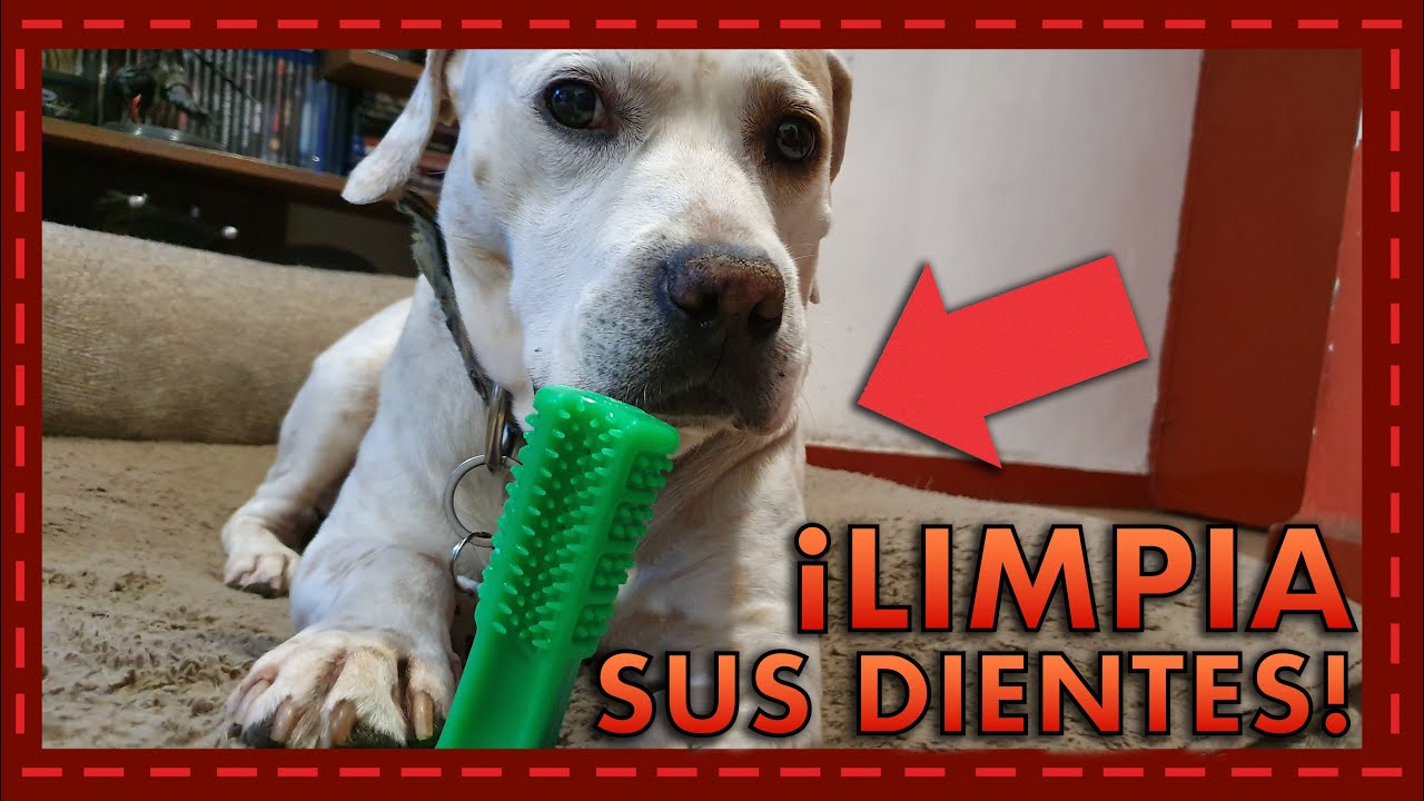 Conoce a: Juguete cepillo de dientes para perro