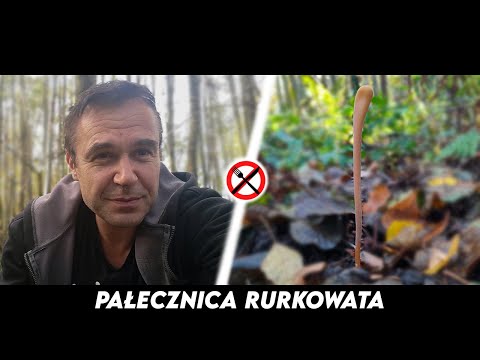 Pałecznica Rurkowata -wdzięczny przedmiot dla fotografii