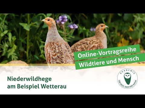 DJV-Online-Vortragsreihe „Wildtiere und Mensch“ | Niederwildhege am Beispiel Wetterau