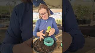 Replantando planta formigueiro! #apoloniagrade #plantas