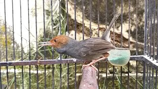 Download lagu Suara prenjak abang jantan GACOR ‼️ MP3 PIKAT burung pernjak ciblek liaran paling ampuh AUTO PANEN mp3