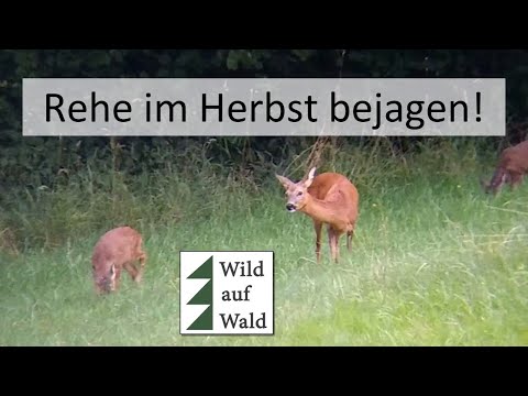 🦌Das musst du bei der Rehjagd im Herbst 2025 wissen! #wildaufwald