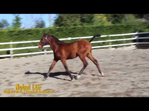 Nobel LGF (Gladiador do Lis with Freyah de Real by Sol)