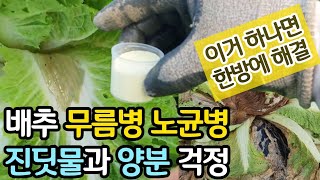 배추 무름병 노균병 진딧물 양분까지  이거 하나로 한방에 해결하세요