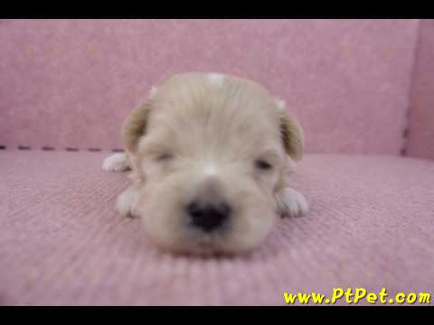 10/03馬爾泰迪母幼犬