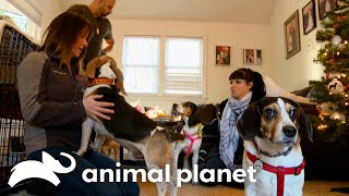 A Dog Family Gets A New Furry Family Member | Pit Bulls & Parolees | Animal Planet