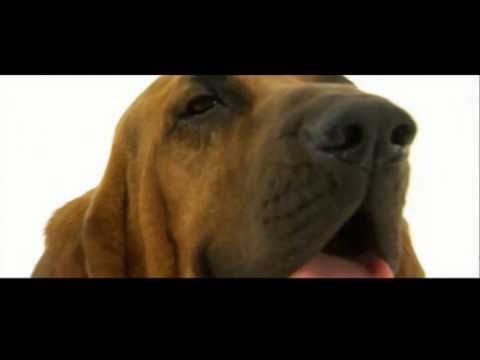 Dogs 101: Bloodhound