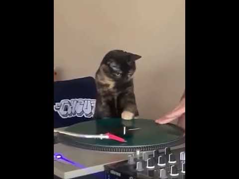 Clever Cat's Artistic Endeavors: A Tribute to the Joyful Struggles of Life