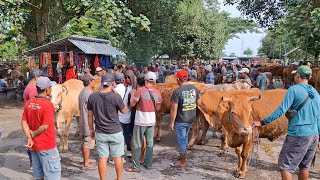Download lagu GREAT PRICE‼️Latest Update on Female Cow Prices || Ngadiluwih Kediri Cattle Market || mp3 Download lagu GREAT PRICE‼️Latest Update on Female Cow Prices || Ngadiluwih Kediri Cattle Market || mp3