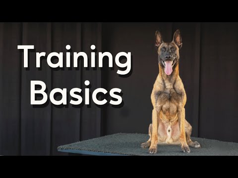 Master the Basics of Working Dogs