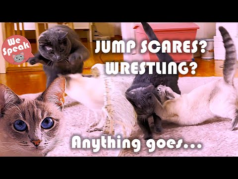 Our Cats Playfight, Jumpscare and Wrestle 😄