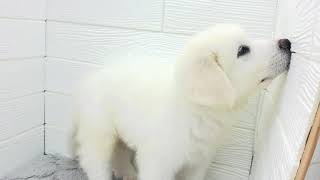グレートピレニーズの動画01