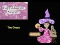 The Reproductive System: The Ovary