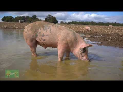 Exploring The Spiritual Wisdom Of Pigs: Biblical Lessons And Insights | Divine Designs