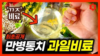 [4월 봄철, 증명된 비료]ㅣ"갈변 잎이 바로 좋아졌어요!" 잎끝갈색 보이면 꼭 보세요, 바나나 비료 안쓰는…