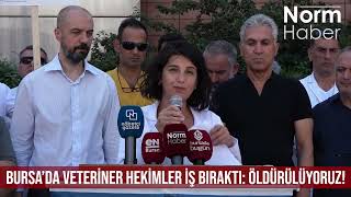 Bursa’da Veteriner Hekimler İş Bıraktı: Öldürülüyoruz!