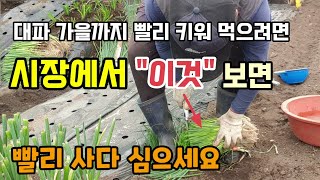 대파 빨리 키워 드시려면 지금 이것 실파 사다 심으세요 대파잘라심는법 대파비닐에 심는법