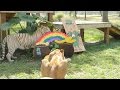 The Big Cats Celebrate St. Patrick's Day