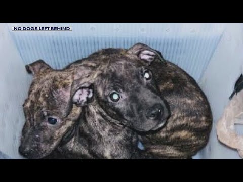 Two pit bull mix puppies found dumped in a mailbox outside Troy post office
