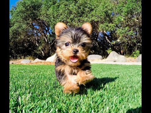 download lagu mp3 mp4 Miniature Yorkshire Terrier Breeders, download lagu Miniature Yorkshire Terrier Breeders gratis, unduh video klip Miniature Yorkshire Terrier Breeders