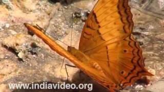 Cruiser or Vindula erota saloma