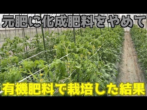 トマトを強化するにはどうすればよいですか？天然肥料であるイラクサ肥料の恩恵をお楽しみください。  庭園